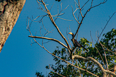 Lophoceros fasciatus