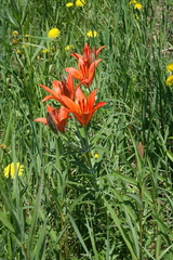 Lilium pensylvanicum