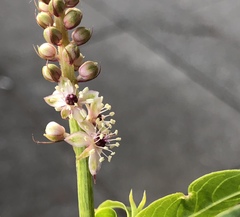 Phytolacca heterotepala