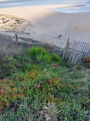 Chasmanthe floribunda