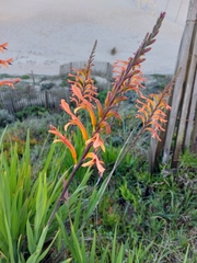 Chasmanthe floribunda