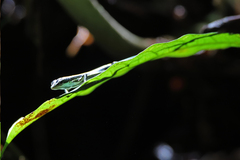 Emoia caeruleocauda
