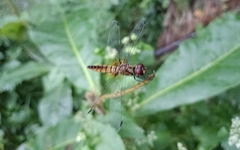 Aethriamanta brevipennis