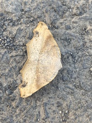 Syncirsodes primata