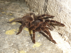 Acanthoscurria natalensis