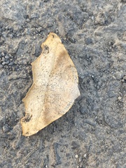 Syncirsodes primata