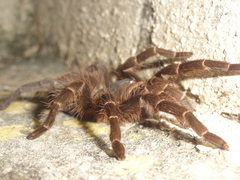 Acanthoscurria natalensis