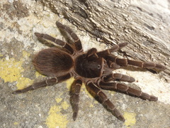 Acanthoscurria natalensis
