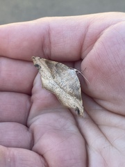 Syncirsodes primata
