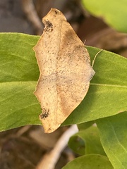 Syncirsodes primata