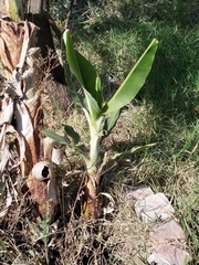 Musa