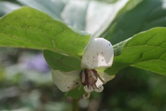 Trillium