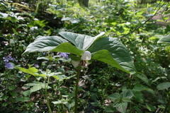 Trillium