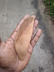 Swietenia macrophylla