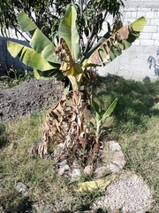 Musa