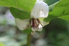 Trillium