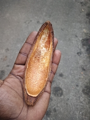 Swietenia macrophylla