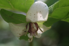 Trillium