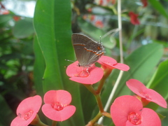 Electrostrymon endymion