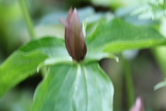 Trillium sessile