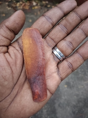 Swietenia macrophylla