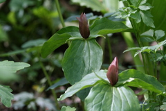 Trillium sessile