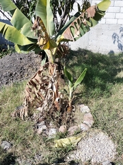 Musa