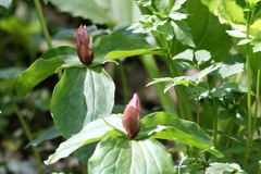 Trillium sessile