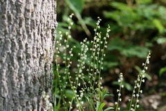 Mitella diphylla