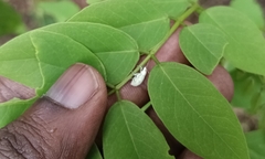 Myllocerus undecimpustulatus