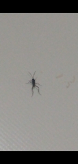 Evania appendigaster