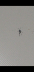 Evania appendigaster