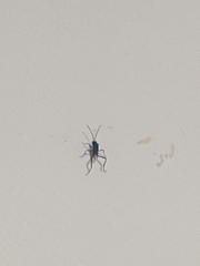 Evania appendigaster