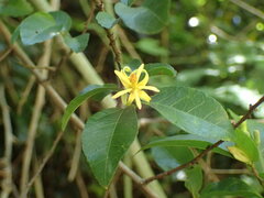 Grewia caffra