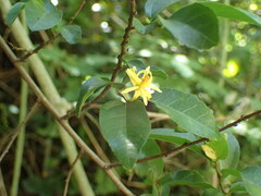 Grewia caffra