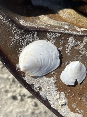 Crepidula plana