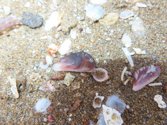 Brachidontes pharaonis