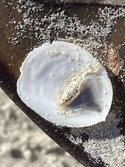 Crepidula plana