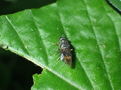 Isomerocera quadrilineata