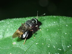 Isomerocera quadrilineata