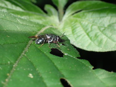 Isomerocera quadrilineata