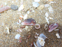 Brachidontes pharaonis