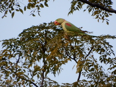Psittacula eupatria