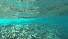 Tylosurus crocodilus