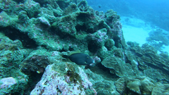 Cantherhines dumerilii