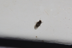 Drosophila repleta
