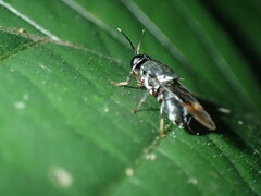 Isomerocera quadrilineata