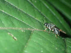 Isomerocera quadrilineata