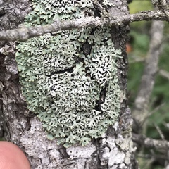 Hypogymnia incurvoides