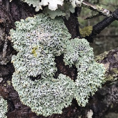 Hypogymnia incurvoides
